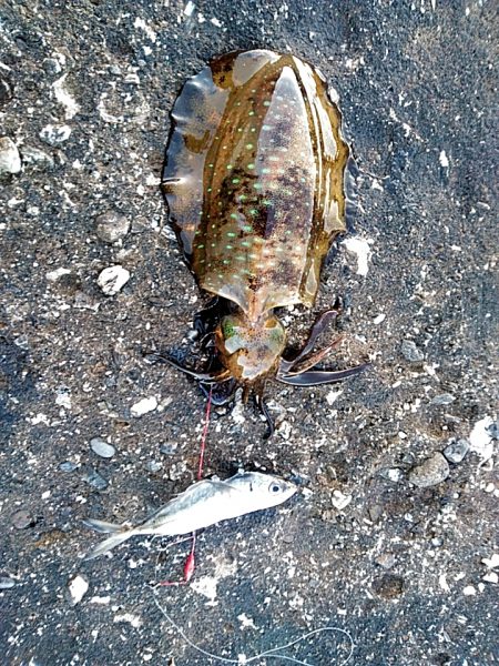 初アオリイカ釣れました!!