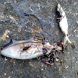 アオリイカ3杯あがりした!!