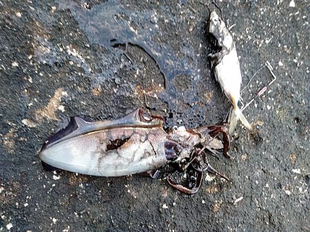 アオリイカ3杯あがりした!!