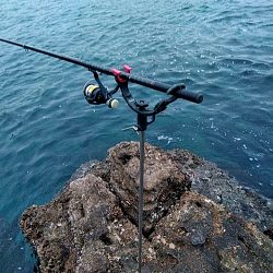 中型アオリイカ二杯上がりました!!