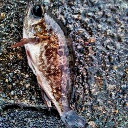 アジはいなくなったのでしょうか??