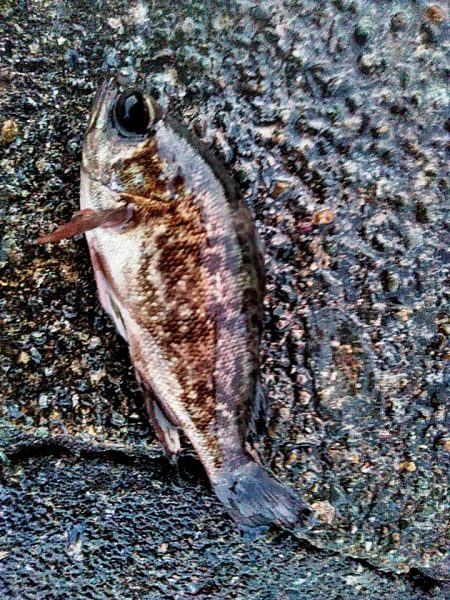 アジはいなくなったのでしょうか??