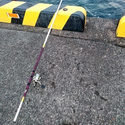 メバルが釣れまたね!!