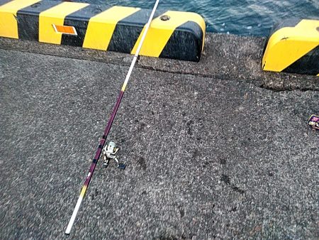 メバルが釣れまたね!!