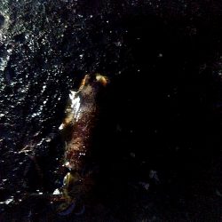 アオリイカ1杯あがりました!!