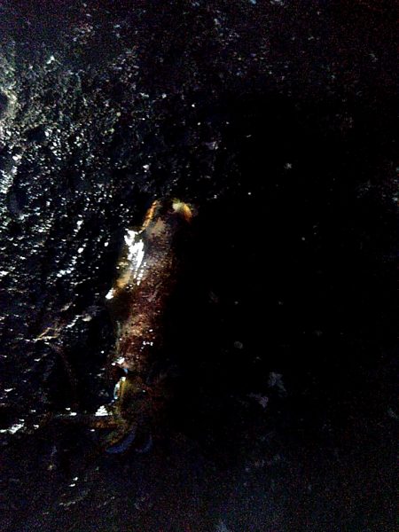 アオリイカ1杯あがりました!!