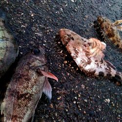 メバルとガシラ釣れましたが・・・