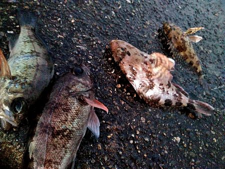 メバルとガシラ釣れましたが・・・