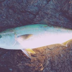 メジロには届かず