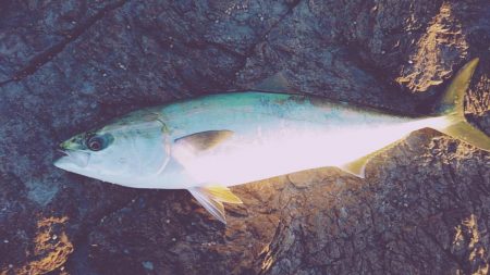 メジロには届かず