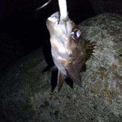 サバゲ―不成立