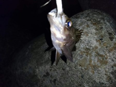 サバゲ―不成立