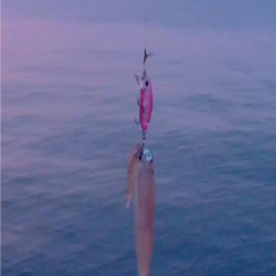 ミノーでヒイカ