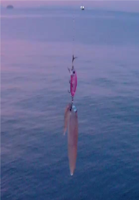 ミノーでヒイカ