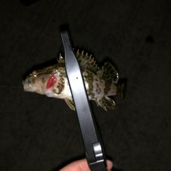 爆風メバリング