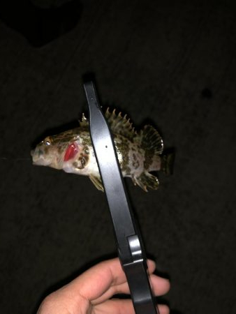 爆風メバリング