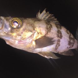 久しぶりのメバル!