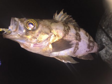 久しぶりのメバル!