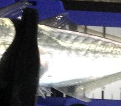 ナイトアジング