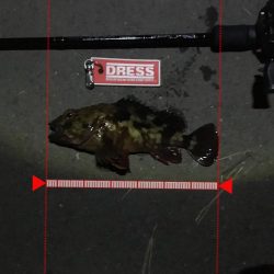 鱗付けてきました！