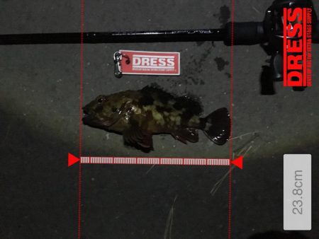 鱗付けてきました！