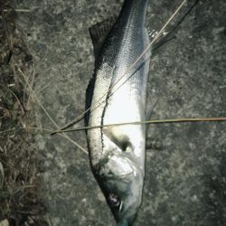 シーバス狙ってキビレがヒット