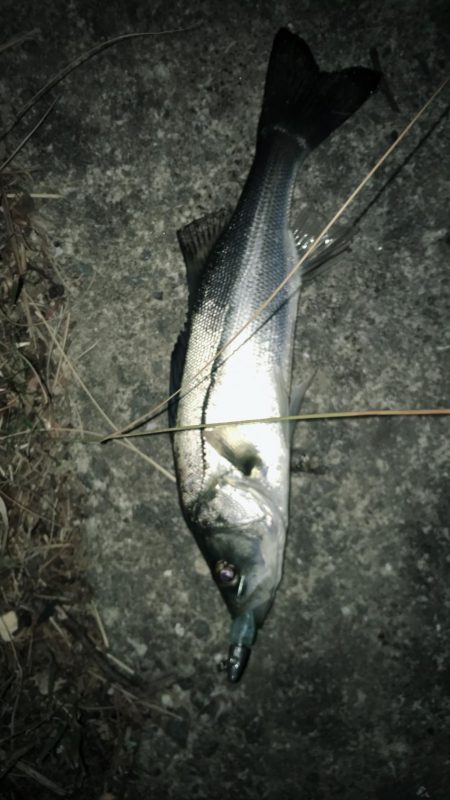 シーバス狙ってキビレがヒット