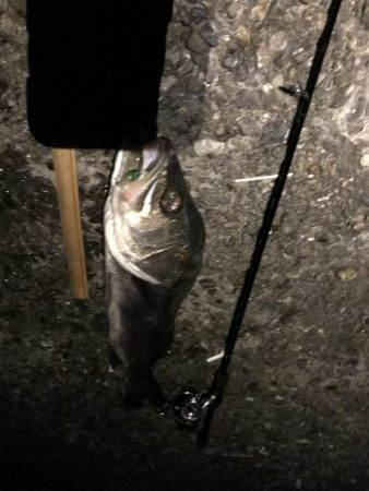 メバリングのはずなのに