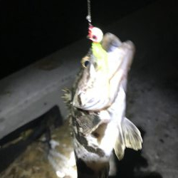 湾奥まだおるでタチウオ