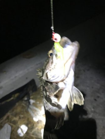 湾奥まだおるでタチウオ