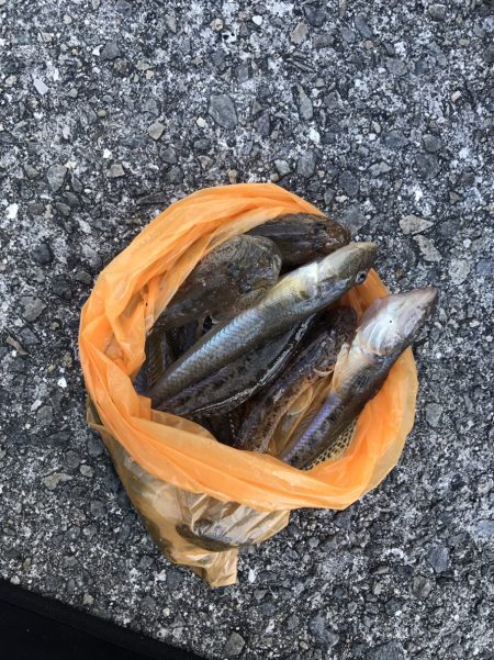 【釣り】泉佐野市、佐野漁港釣行 （小雨降る…