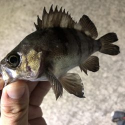 夜釣りでメバリング