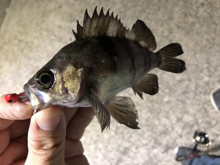 夜釣りでメバリング