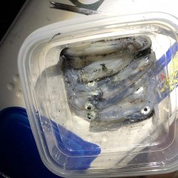 いつまで釣れる？笑