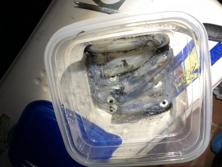 いつまで釣れる？笑