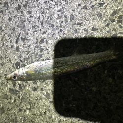 寒いけど夜釣り