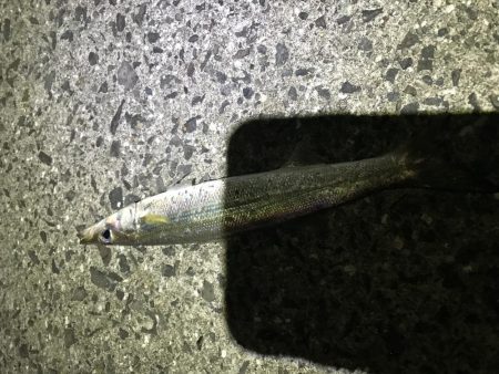 寒いけど夜釣り