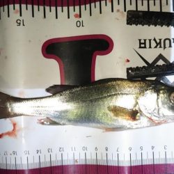 同じ釣り場の探る場所変えてみた