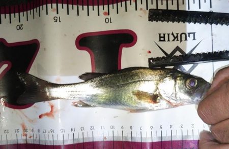 同じ釣り場の探る場所変えてみた