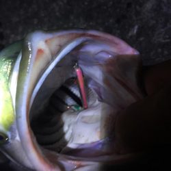 出た！メーター越え ショアブリ