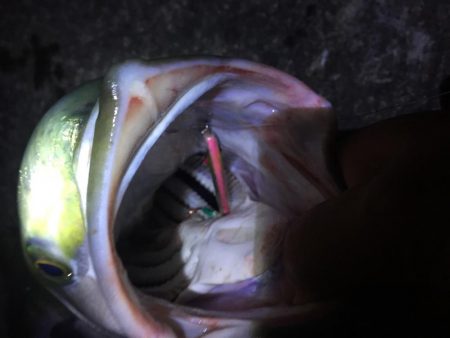 出た！メーター越え ショアブリ