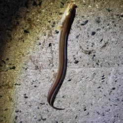 釣り連休最終日