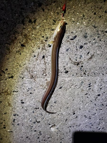 釣り連休最終日