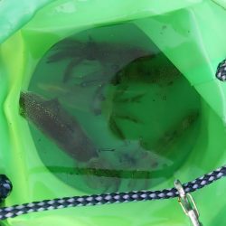 ライトエギング