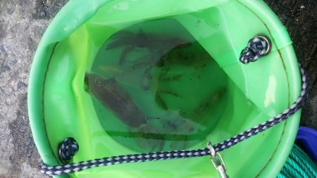 ライトエギング