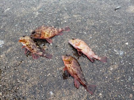 今年初淡路島へ・・・