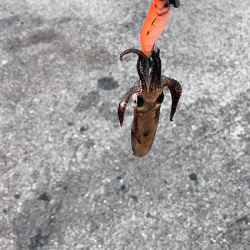 ヒイカエギング（2019-2）