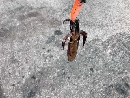 ヒイカエギング（2019-2）