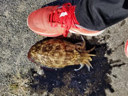 アオリ釣りたい、