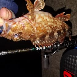 ロックフィッシュ‼